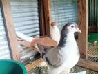 Pigeon