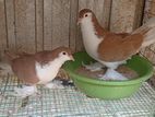 Pigeon