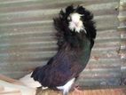 Pigeon
