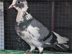 Pigeon