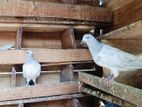 Pigeon