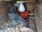 Pigeon