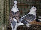 Pigeon