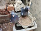 Pigeon