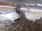 Pigeon