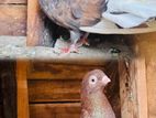 Pigeon