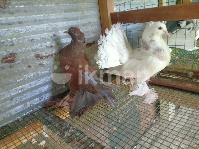Pigeons for Sale in Batticaloa City | ikman