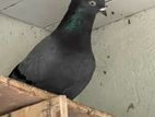 Pigeon