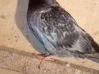 Black Pakistan Male Pigeon