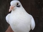 Pigeon