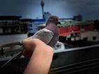 Pigeon