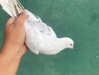 Pigeon