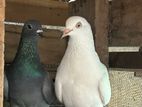 Pigeons