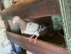 Pigeon