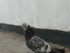 Pigeon