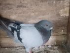 Pigeons
