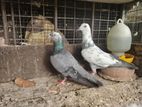 Pigeon
