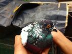 Pigeon