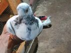 Pigeons