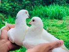 Pigeons