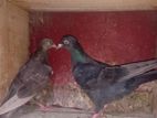 Pigeon