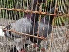 Pigeon