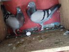 Pigeon