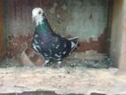 Pigeons