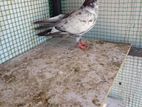 Pigeon