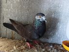 Pigeons