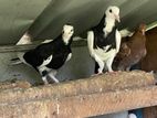 Pigeon