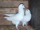 Pigeons