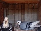 pigeon