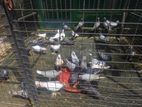 Pigeon