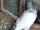 pigeon