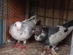 pigeon