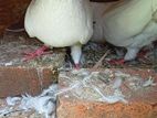 Pigeons