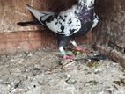 Pigeon
