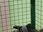 Pigeon