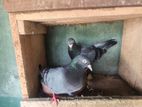 Pigeon