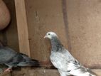 Pigeon