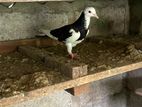 Pigeons