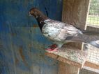 pigeon