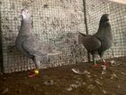 Pigeons