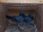 Pigeon