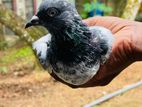 pigeon
