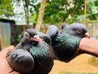 Pigeons