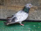 pigeon