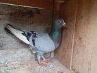 Pigeons