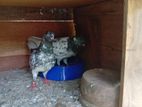Pigeons